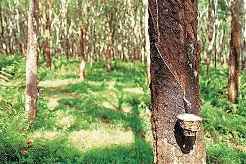 突发!橡胶价格突破18000元(图2)