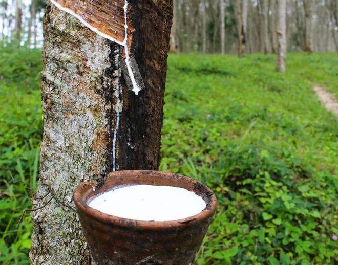 橡胶价格暴跌15%轮胎涨不动了?(图3)