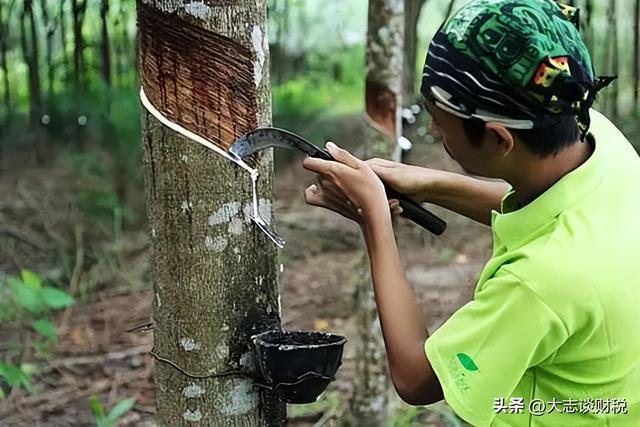 赛轮轮胎：产能和橡胶的故事(图19)