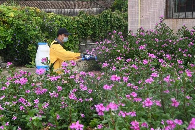 防控基孔肯雅热与登革热汕头在行动！(图1)