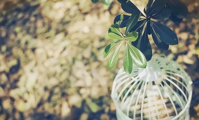 穷人内卷富人外卷(图2)