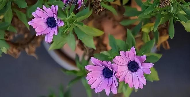 穷人内卷富人外卷(图4)