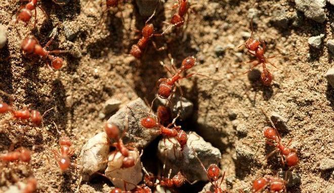 海关截获美国“特工蚊”多种病毒最快7天发作又来祸害中国?(图6)