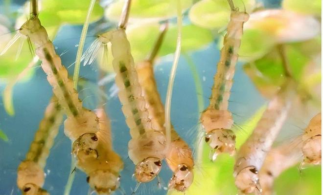 海关截获美国“特工蚊”多种病毒最快7天发作又来祸害中国?(图11)