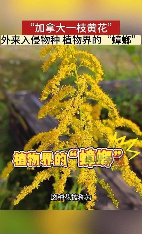 海关截获美国“特工蚊”多种病毒最快7天发作又来祸害中国?(图7)