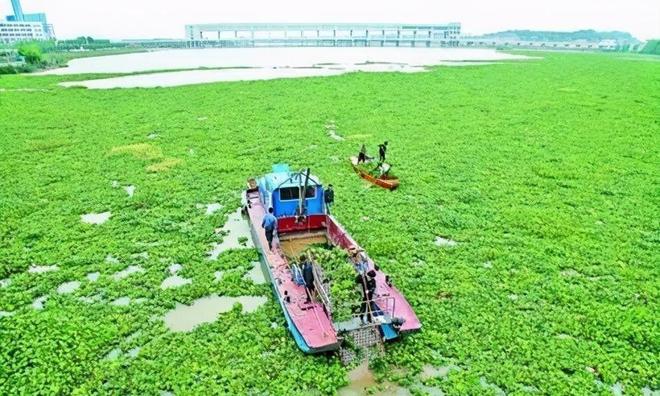 海关截获美国“特工蚊”多种病毒最快7天发作又来祸害中国?(图5)