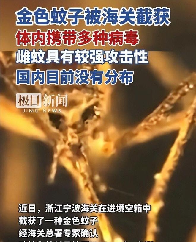 海关截获美国“特工蚊”多种病毒最快7天发作又来祸害中国?(图8)