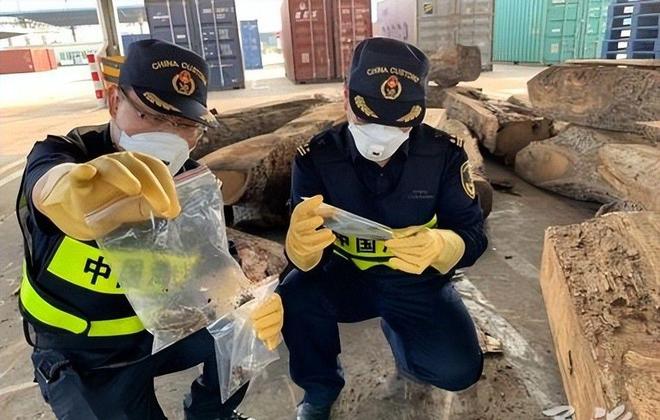 海关截获美国“特工蚊”多种病毒最快7天发作又来祸害中国?(图18)