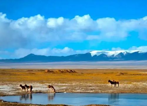 途虎养车工场店牵头发起“守护可可西里巡山车队”养护计划途虎助力生态保护(图2)