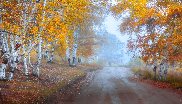 天然橡胶的用途天然橡胶的用途有什么(图3)